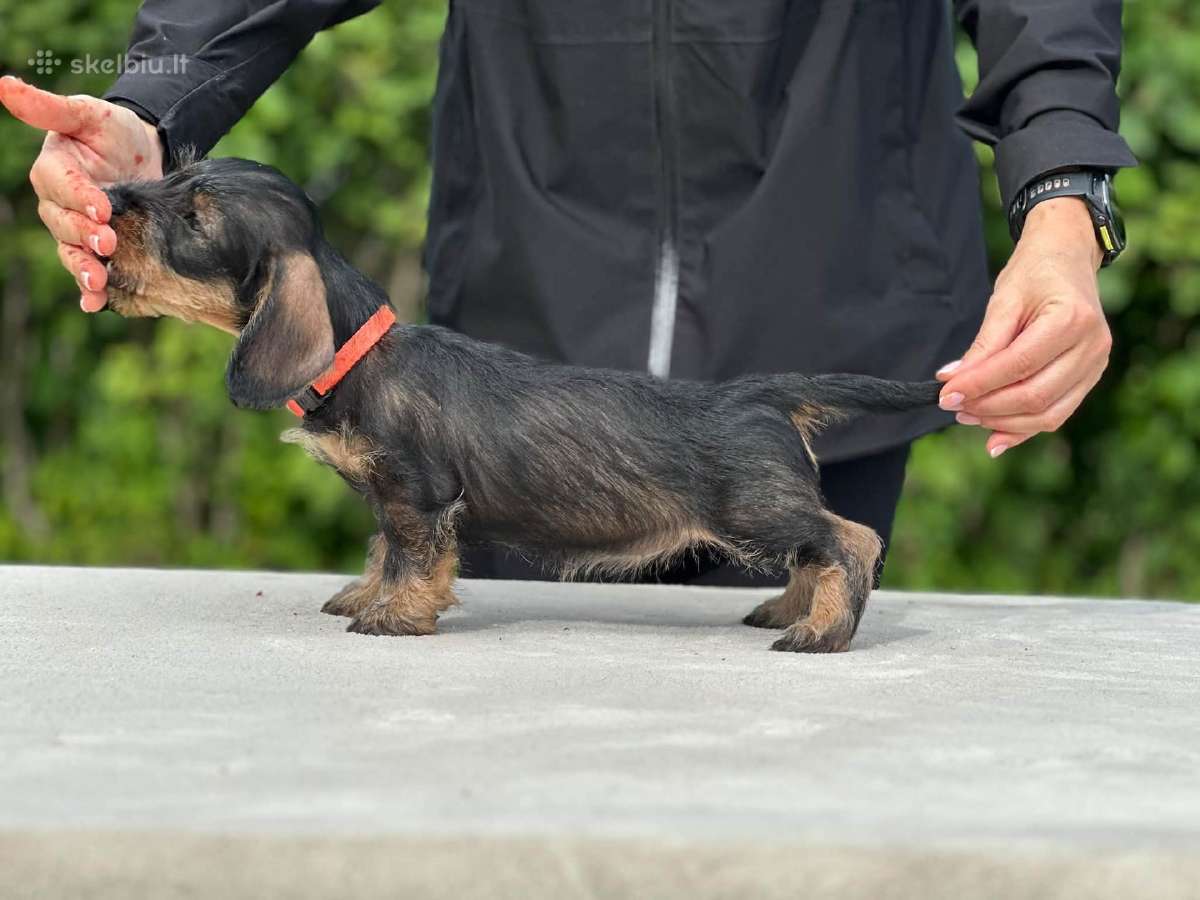 Fci/lkf Wire-haired Standard Dachshund Puppies - nuotraukos Nr. 5