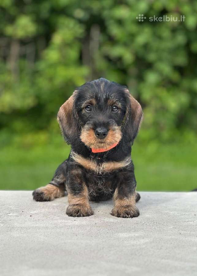 Fci/lkf Wire-haired Standard Dachshund Puppies - nuotraukos Nr. 6