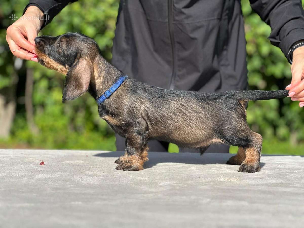 Fci/lkf Wire-haired Standard Dachshund Puppies - nuotraukos Nr. 2