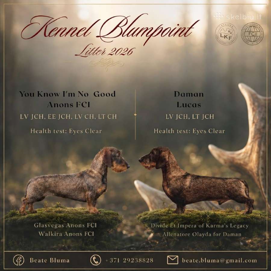 Fci/lkf Wire-haired Standard Dachshund Puppies - nuotraukos Nr. 7