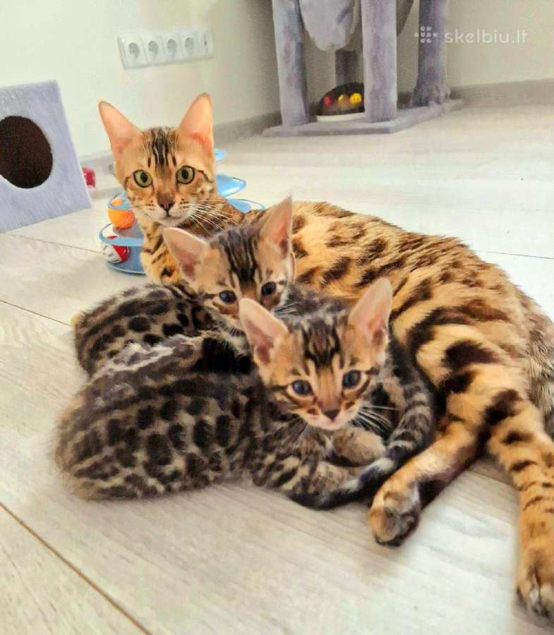 Kilmingi bengalijos katinėliai - nuotraukos Nr. 2