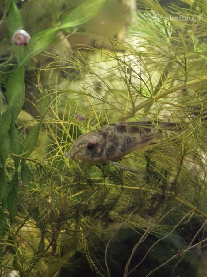 Parduodu Kribensis Ciklidą / Coridora Paleatus - nuotraukos Nr. 5