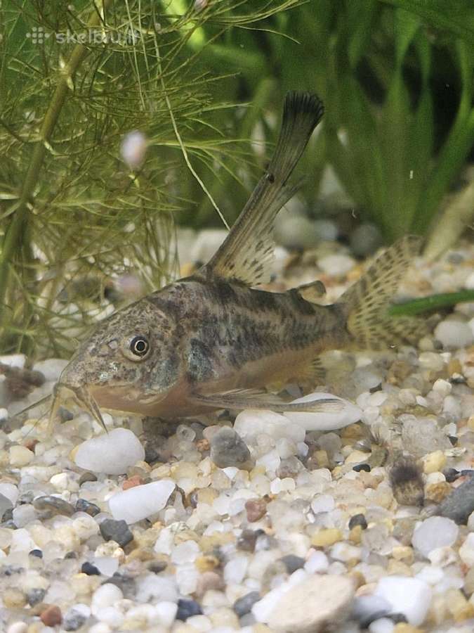 Parduodu Kribensis Ciklidą / Coridora Paleatus - nuotraukos Nr. 6