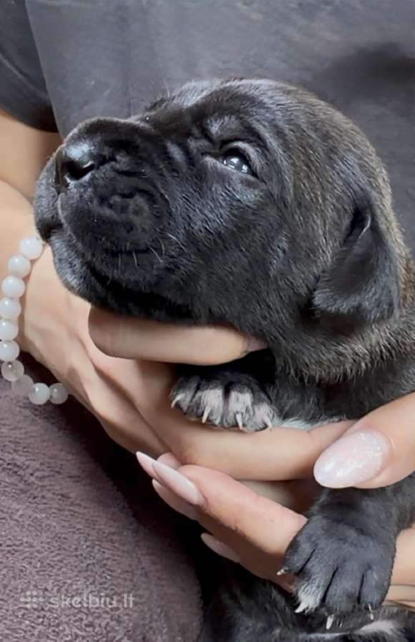 Cane Corso šuniukai su kilmės dokumentais - nuotraukos Nr. 2
