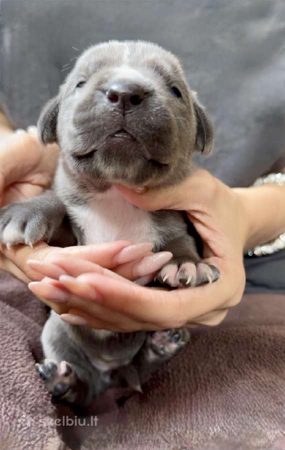Cane Corso šuniukai su kilmės dokumentais - nuotraukos Nr. 3