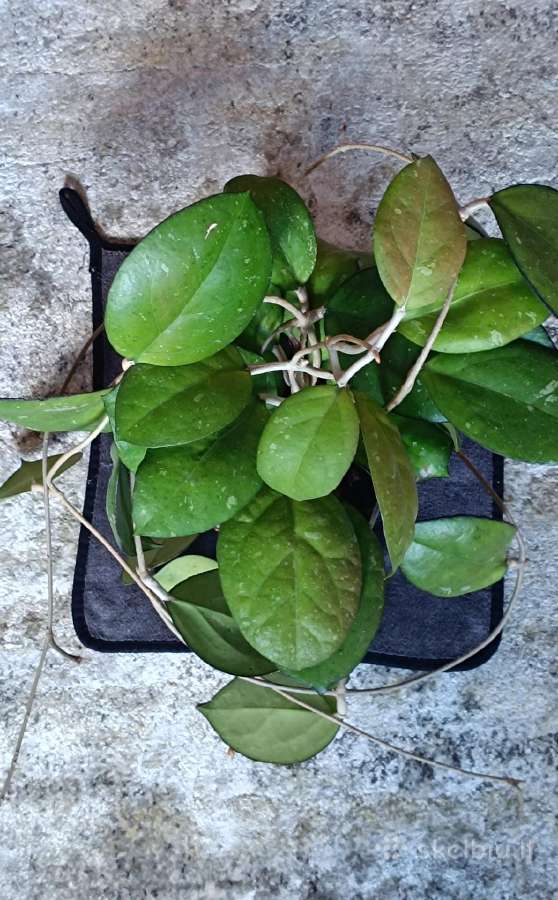 Hoya (vaškuolių)assorti. - nuotraukos Nr. 15
