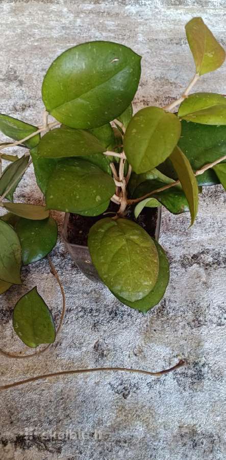 Hoya (vaškuolių)assorti. - nuotraukos Nr. 17
