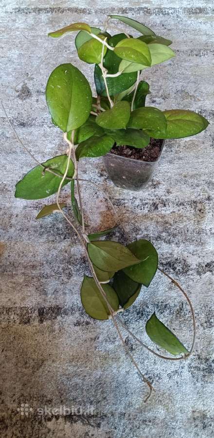 Hoya (vaškuolių)assorti. - nuotraukos Nr. 18