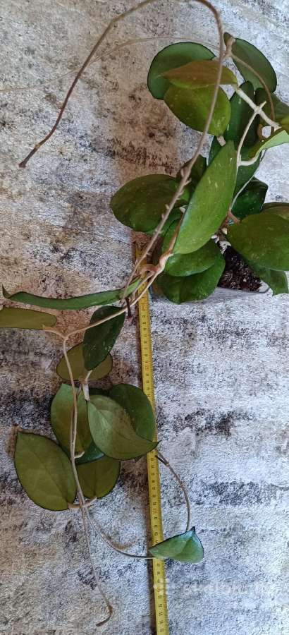 Hoya (vaškuolių)assorti. - nuotraukos Nr. 19