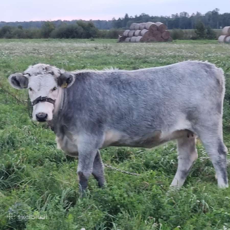 Parduodu telyčia - nuotraukos Nr. 2