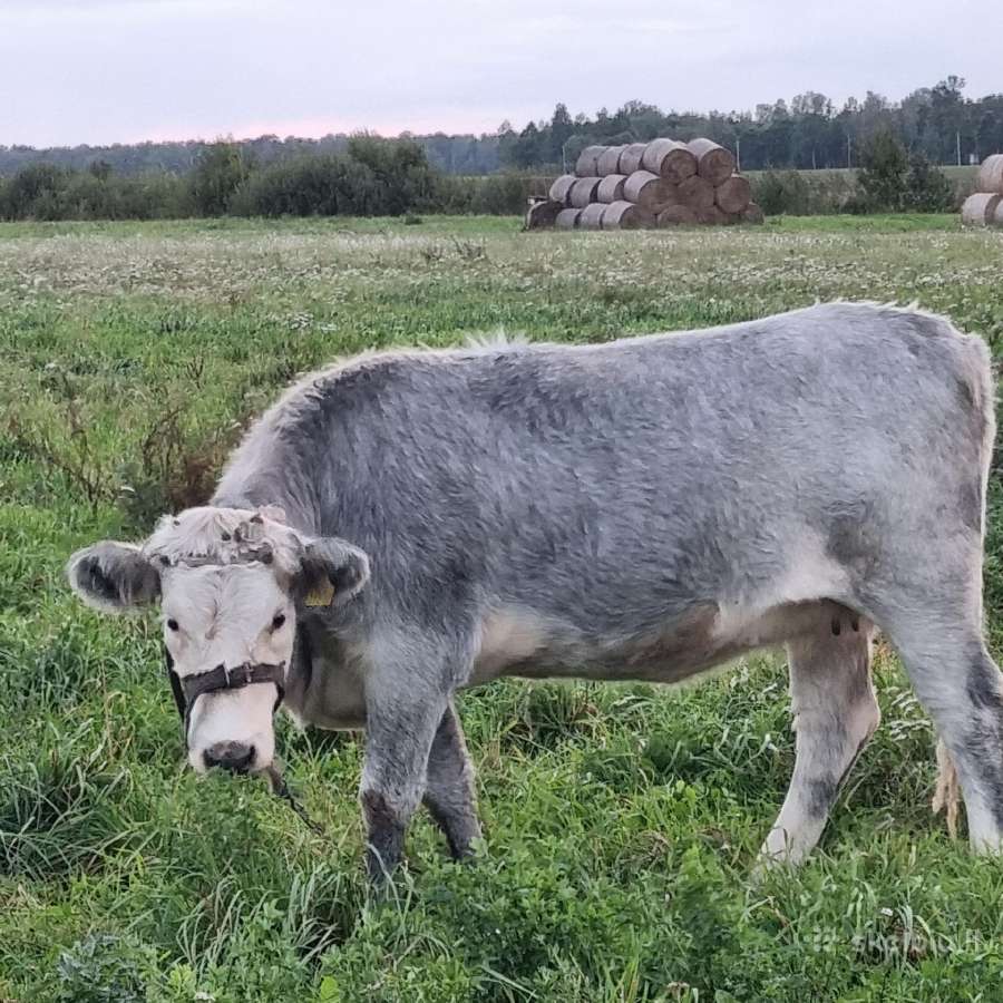 Parduodu telyčia - nuotraukos Nr. 3