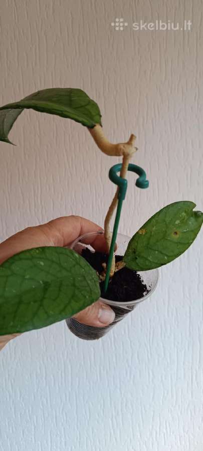 Hoya (vaškuolių)assorti. - nuotraukos Nr. 22