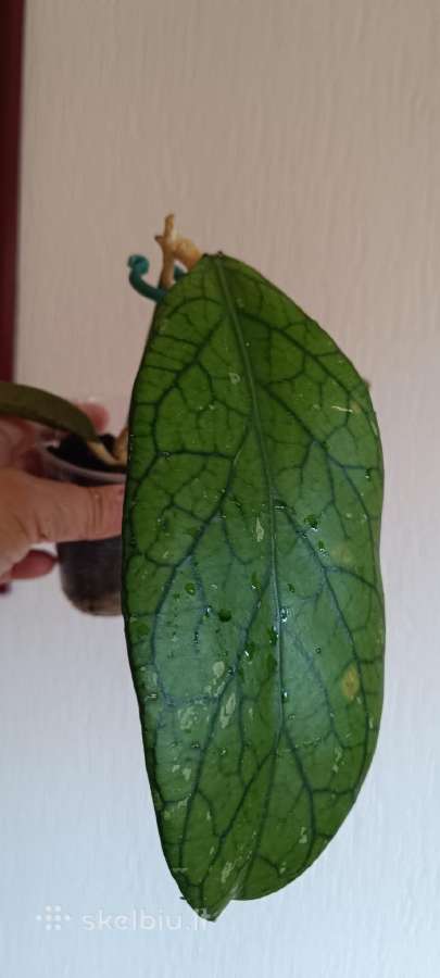 Hoya (vaškuolių)assorti. - nuotraukos Nr. 23