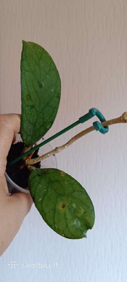 Hoya (vaškuolių)assorti. - nuotraukos Nr. 24