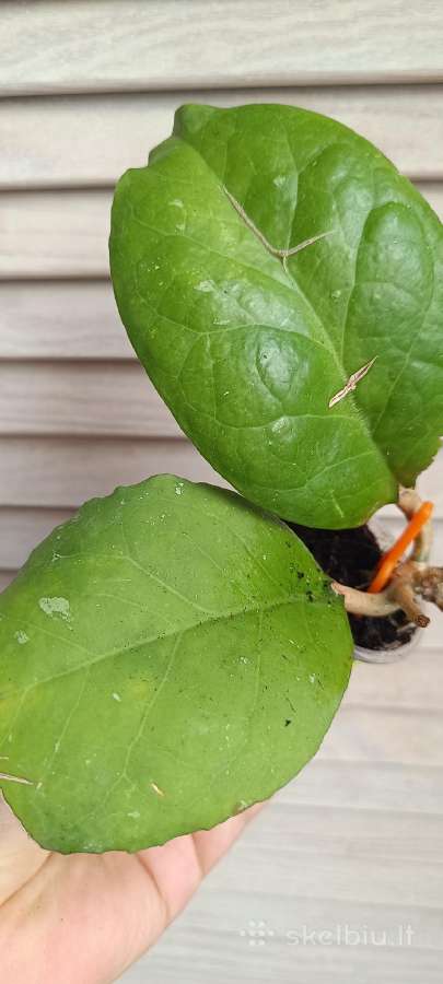 Hoya (vaškuolių)assorti. - nuotraukos Nr. 5