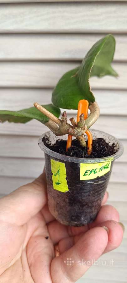 Hoya (vaškuolių)assorti. - nuotraukos Nr. 6