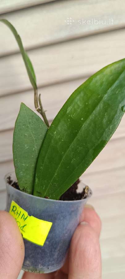 Hoya (vaškuolių)assorti. - nuotraukos Nr. 25
