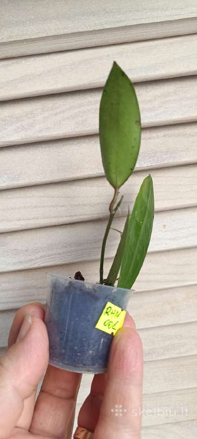 Hoya (vaškuolių)assorti. - nuotraukos Nr. 26