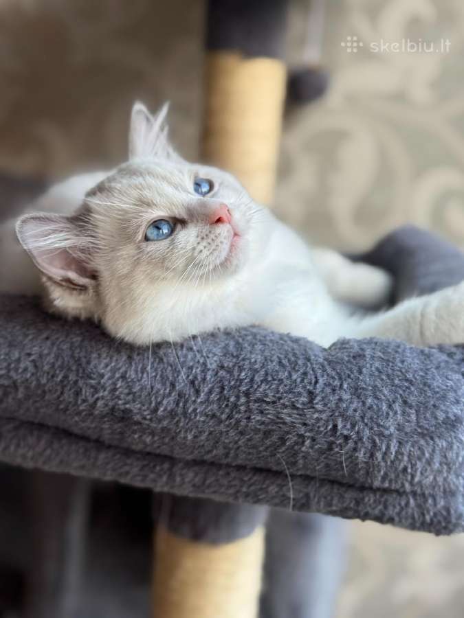 Ragdoll katytė - nuotraukos Nr. 2