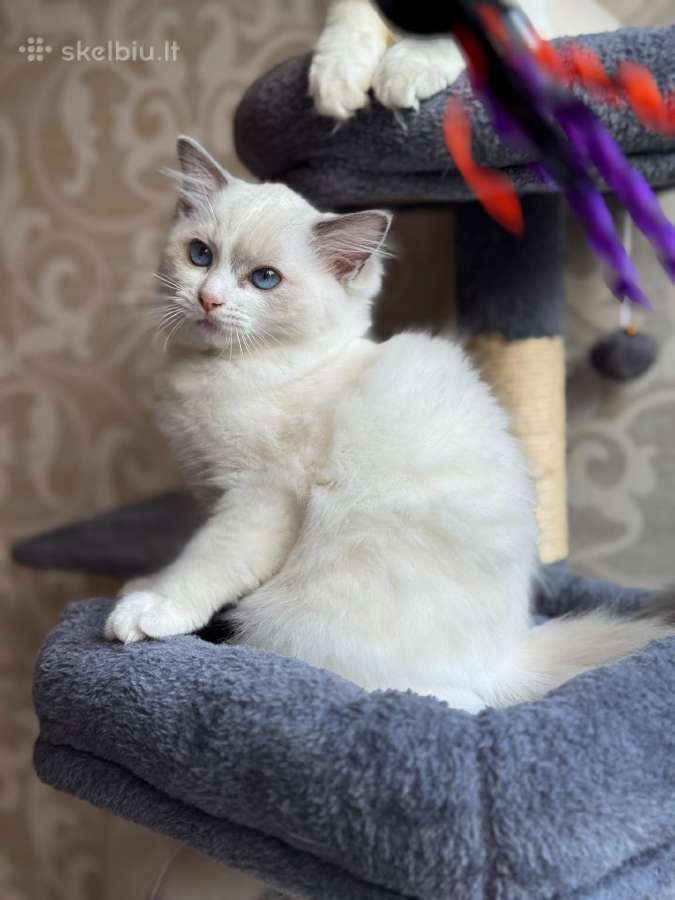 Ragdoll katytė - nuotraukos Nr. 3