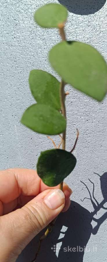 Hoya (vaškuolių)assorti. - nuotraukos Nr. 27