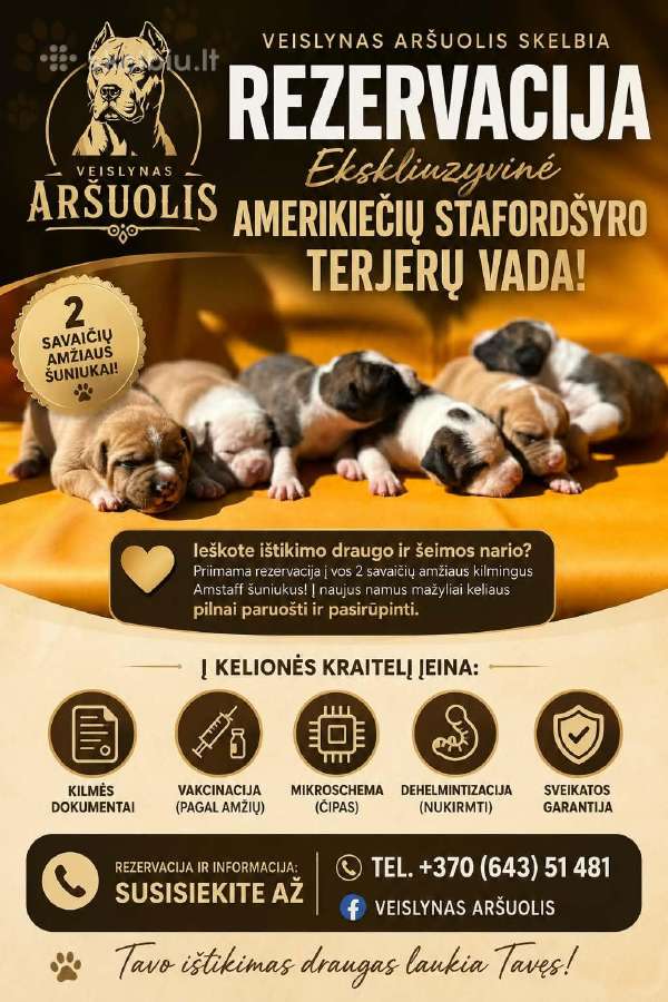Amerikiečių stafordšyro terjero šuniukai - nuotraukos Nr. 9