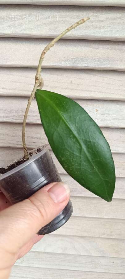 Hoya (vaškuolių)assorti. - nuotraukos Nr. 30
