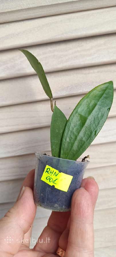 Hoya (vaškuolių)assorti. - nuotraukos Nr. 32