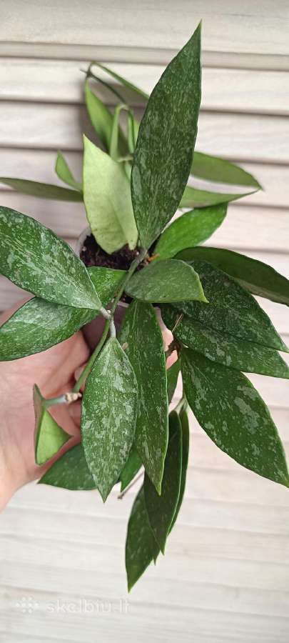 Hoya (vaškuolių)assorti. - nuotraukos Nr. 33