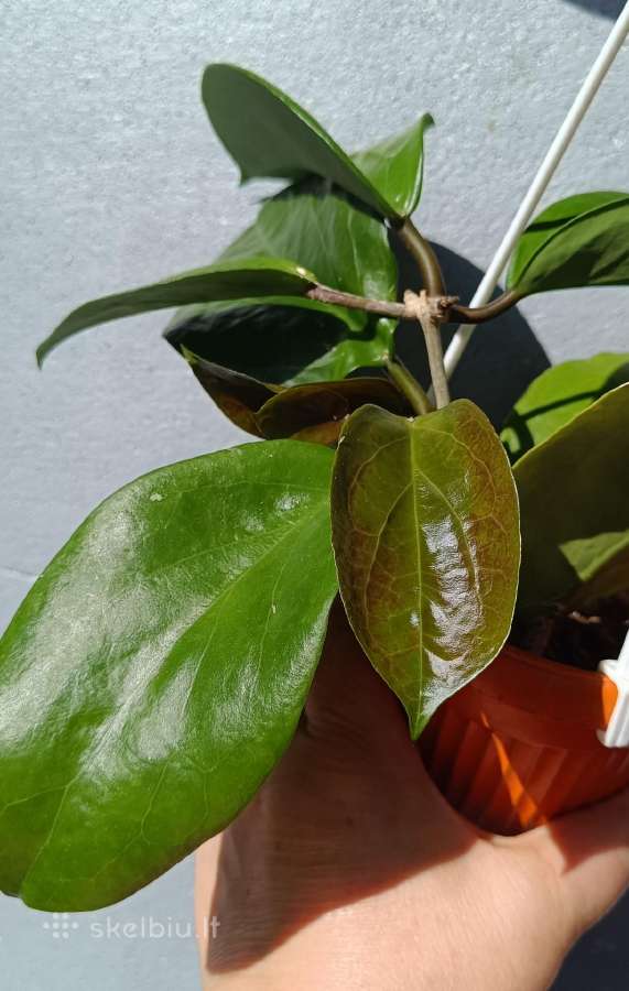 Hoya (vaškuolių)assorti. - nuotraukos Nr. 35