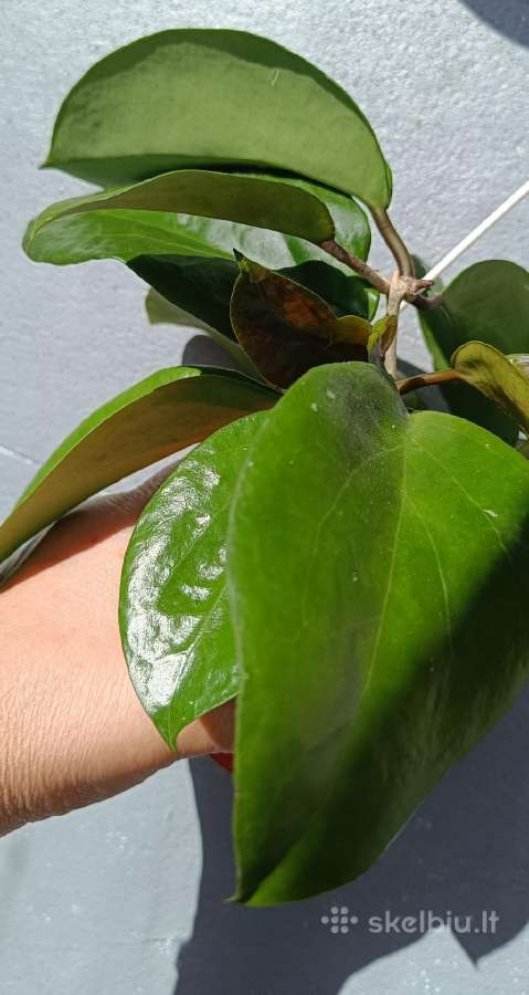 Hoya (vaškuolių)assorti. - nuotraukos Nr. 36