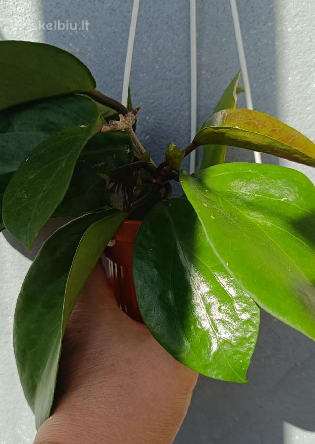 Hoya (vaškuolių)assorti. - nuotraukos Nr. 37