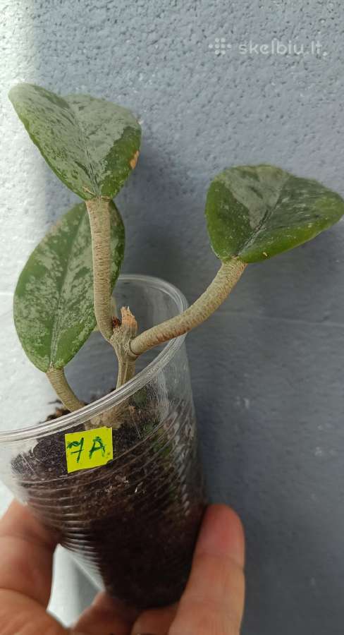 Hoya (vaškuolių)assorti. - nuotraukos Nr. 38