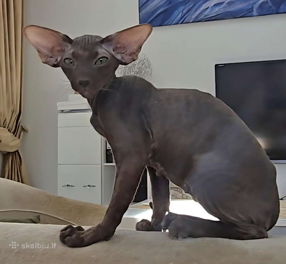 Peterbald kačiukas - nuotraukos Nr. 2