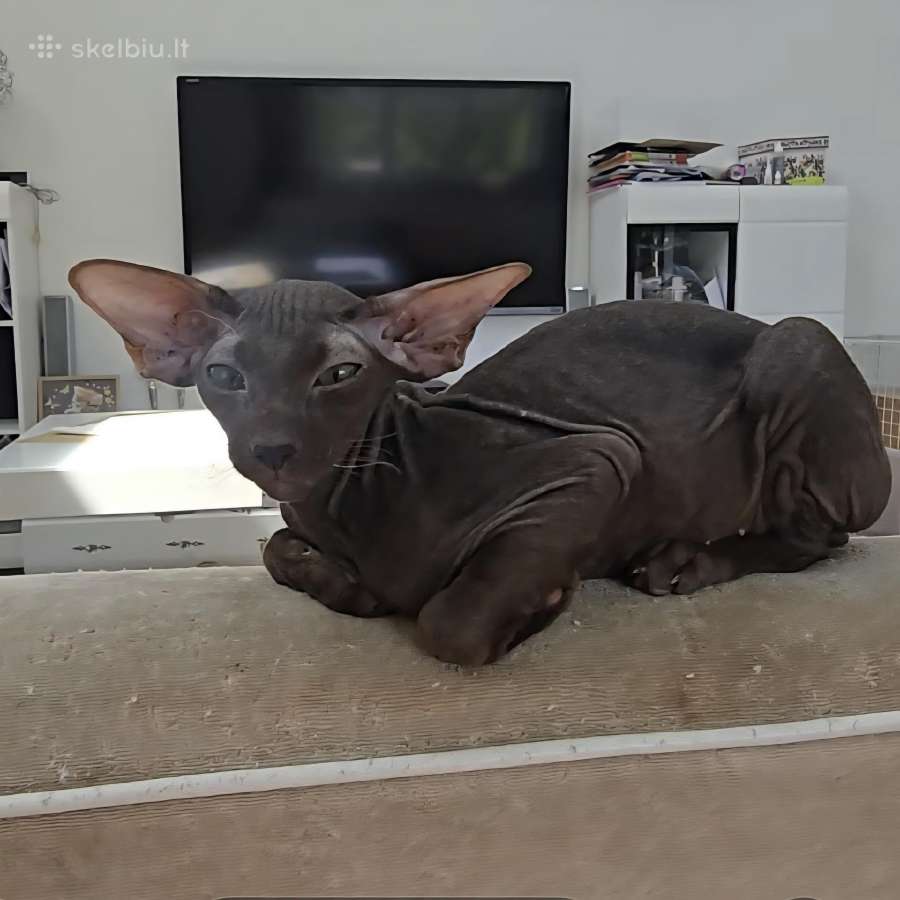 Peterbald kačiukas - nuotraukos Nr. 3
