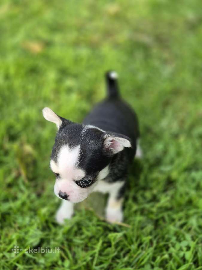 Chihuahua - nuotraukos Nr. 2