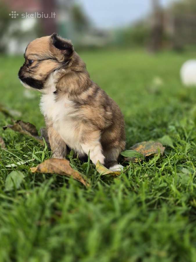 Chihuahua - nuotraukos Nr. 7
