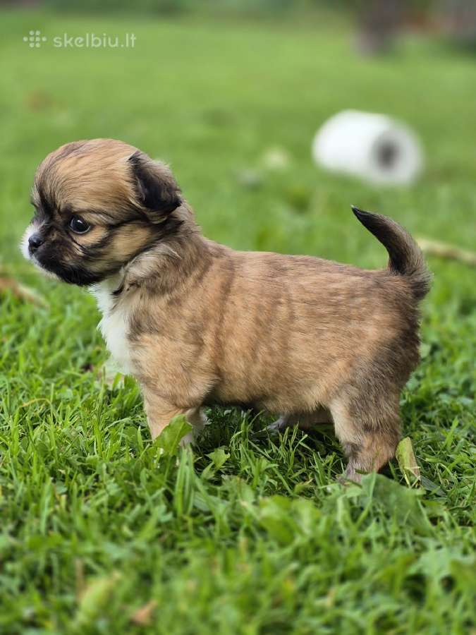 Chihuahua - nuotraukos Nr. 4