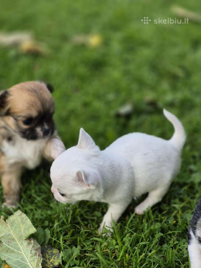 Chihuahua - nuotraukos Nr. 13