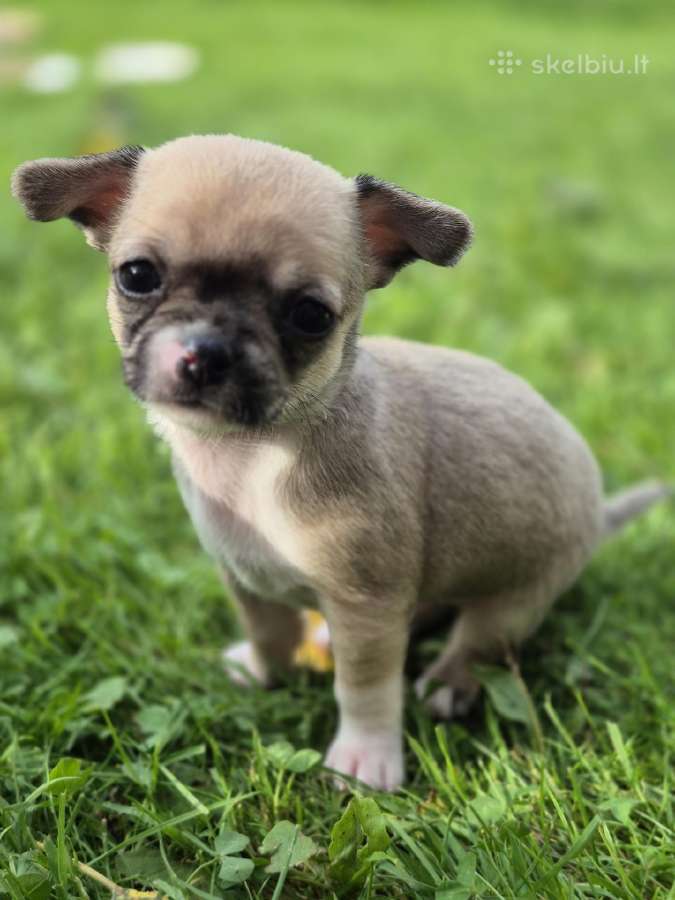Chihuahua - nuotraukos Nr. 3