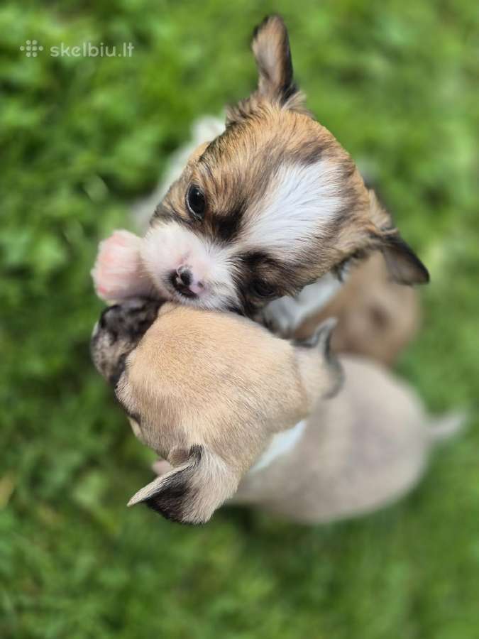 Chihuahua - nuotraukos Nr. 12
