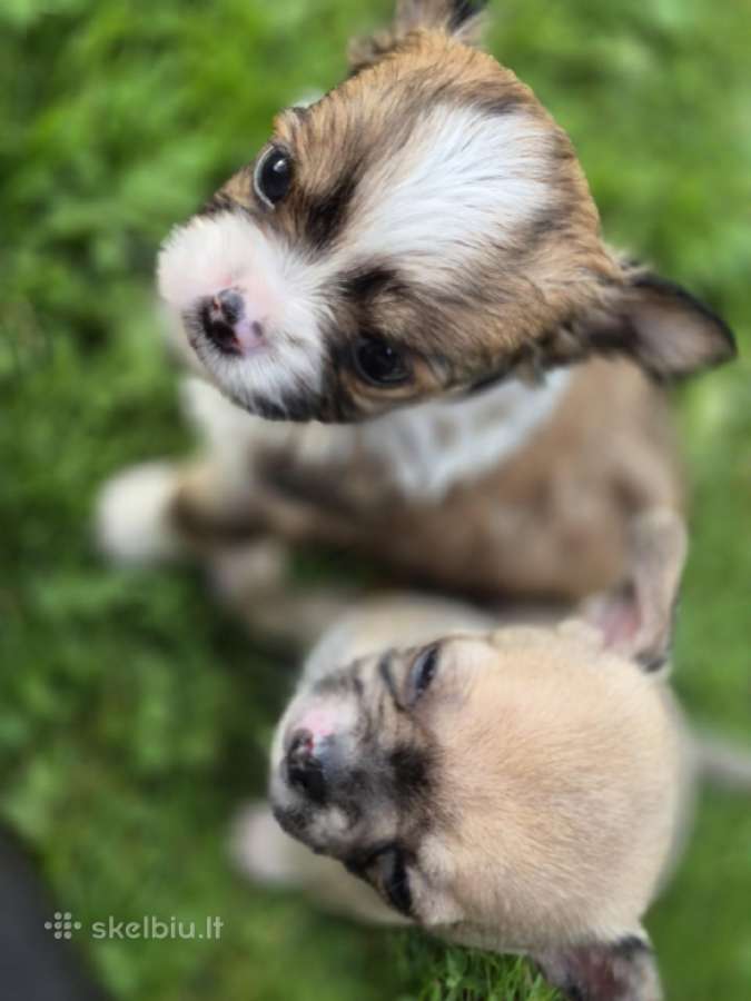 Chihuahua - nuotraukos Nr. 14