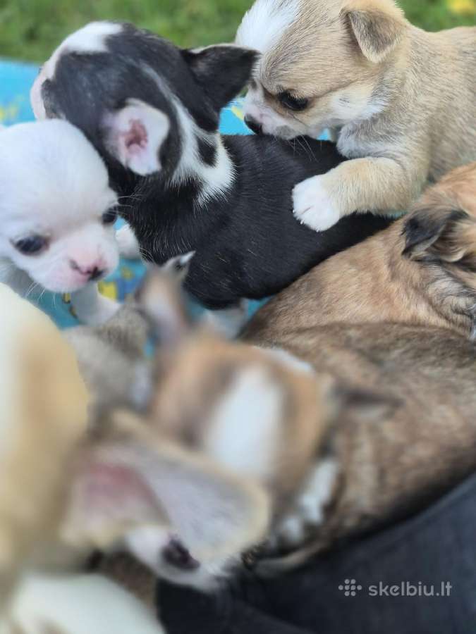 Chihuahua - nuotraukos Nr. 6