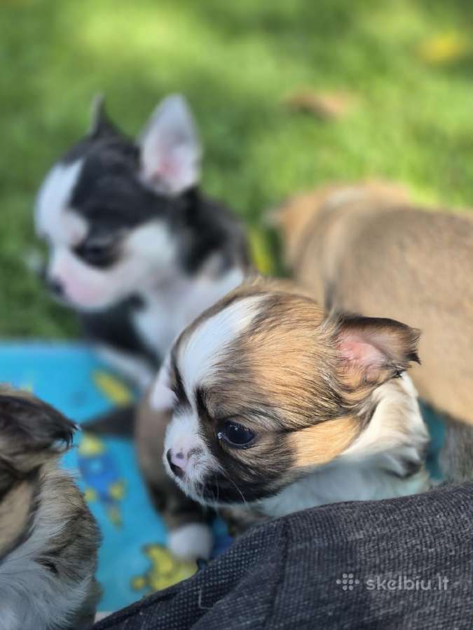 Chihuahua - nuotraukos Nr. 17