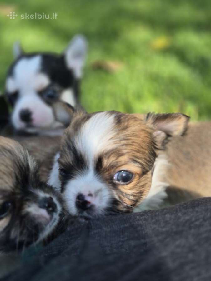 Chihuahua - nuotraukos Nr. 11