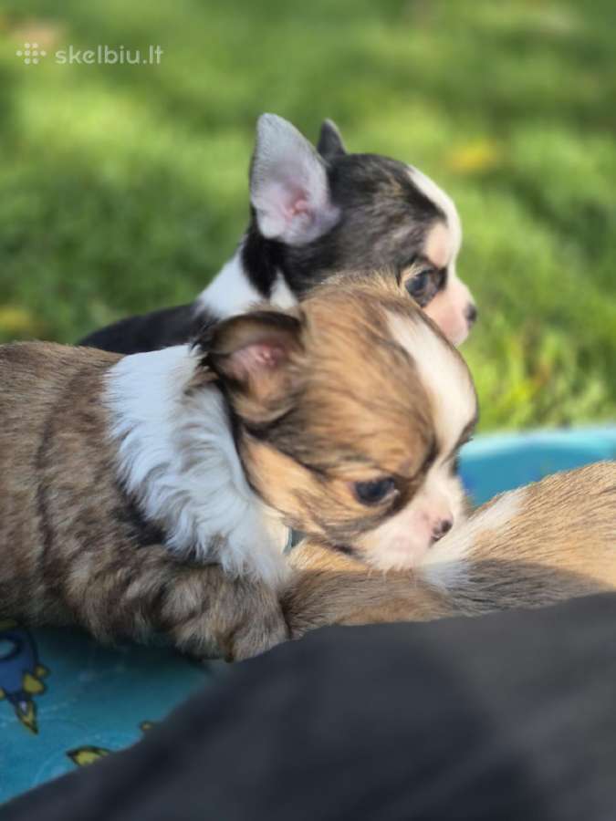 Chihuahua - nuotraukos Nr. 15
