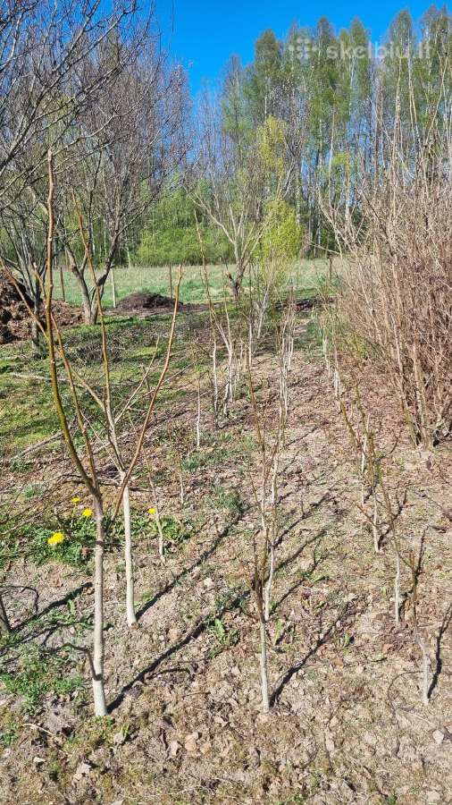 Graikiniai riešutai - nuotraukos Nr. 2