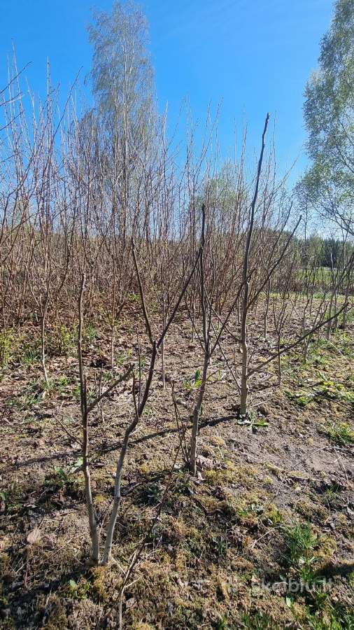 Graikiniai riešutai - nuotraukos Nr. 3