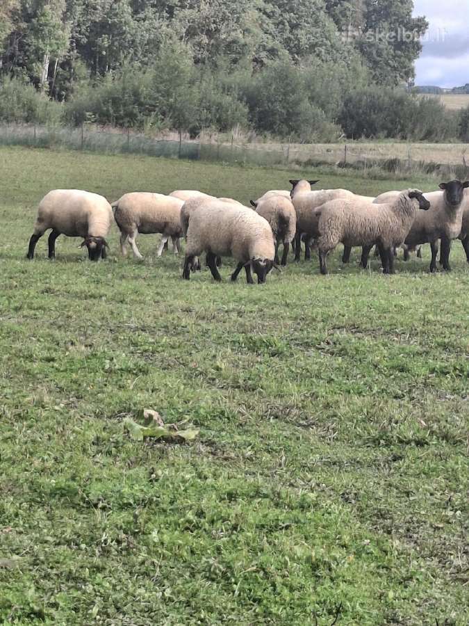 Parduodu - nuotraukos Nr. 3