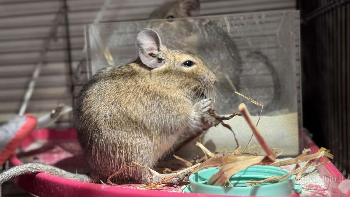 Dovanojami 2 Degu peliukai su narvu - nuotraukos Nr. 2